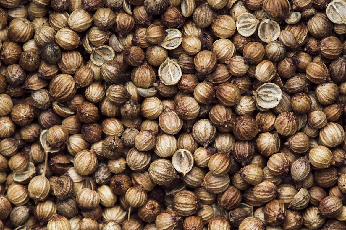 Coriander